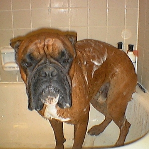 Hiero's bath