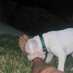 Sadie loves ankles