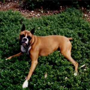 rocky1