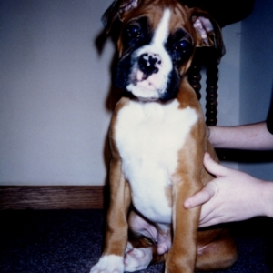Rocky cerca 1995