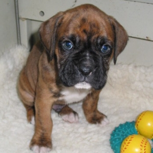 Ruski at Six Weeks