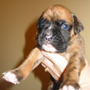 Ruski at Two Weeks