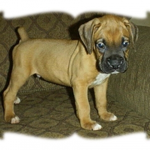 My little Bobblehead--6 weeks old