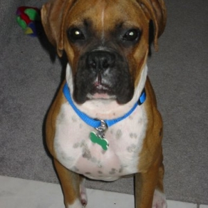 rocco8