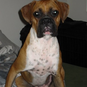 rocco9