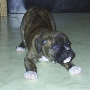 Wanna Play! Wanna Play!