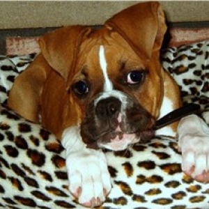 Shelby in her new bed!