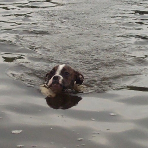 swimmer in the water!