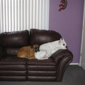 Pancho and Buster