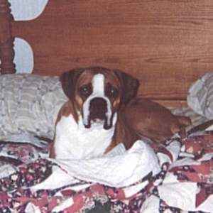 biggest bed hawg!