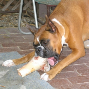 Ozzie v.s. the buffalo bone