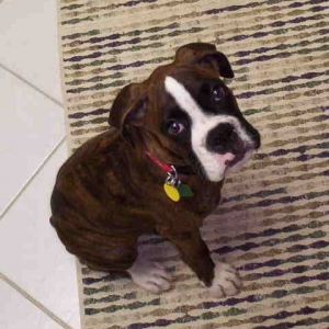 Tiny Toby