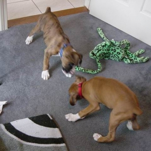 new siblings