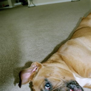 Snatch, 5 month old