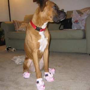 Easter Boxer