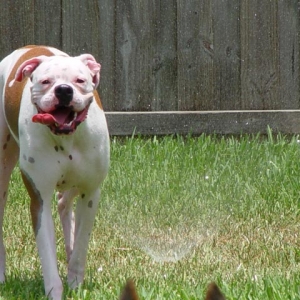 playing in the sprinklers
