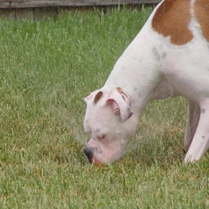 trying to eat the sprinkler