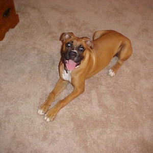 I am not a litle puppy anymore.