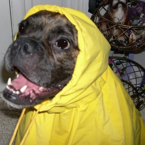 Put on your Hood!