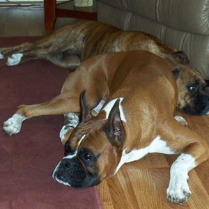 Titus and Chloe Resting