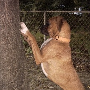 What's in this tree?