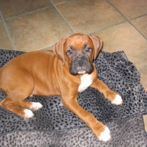 Little Oscar pup.
