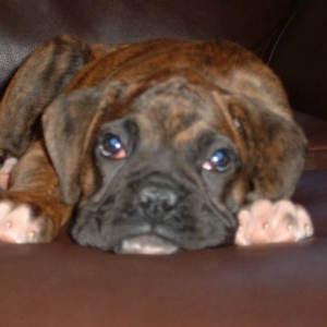 Can you say no to this face?
