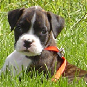 KO at 9 weeks