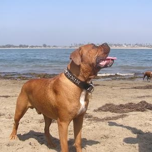 Rico at boxer bash...