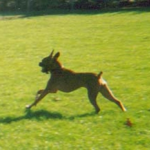 Adrian running around in a fenced in baseball field