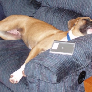 It was a long day at the dog park