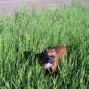 Mateus playing in the grass
