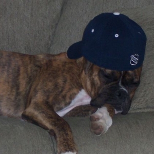 YO DOG!