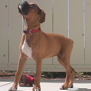 howlin' maya