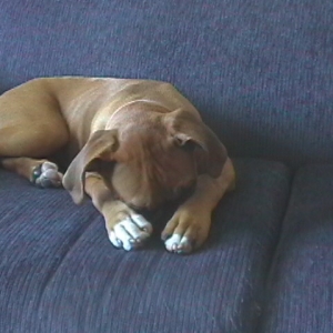 shy girl maya