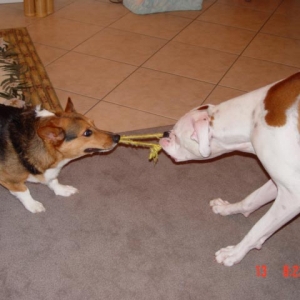 playting tug with max, his older brother