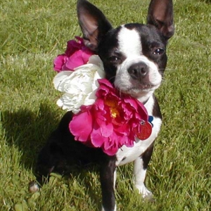 Abbyflower