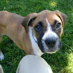 Bobo the puppy