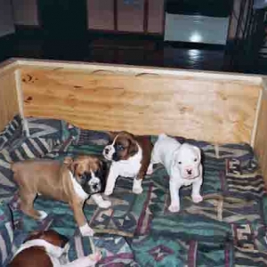 Bobo with her brothers and sisters