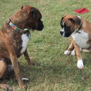 Talking
