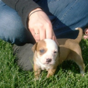 Lola at 5 weeks