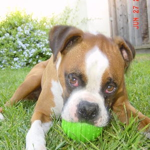 puppy face