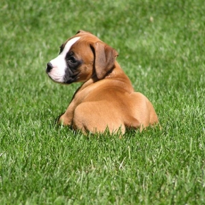 Steel city Sadies first day home