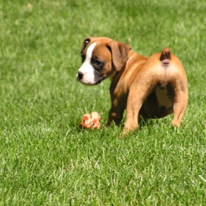 Sadie