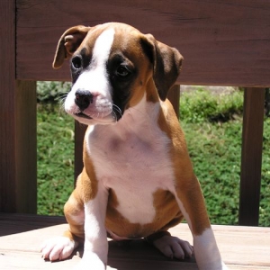 Sadie