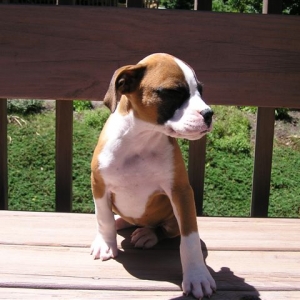 Steel City Sadie