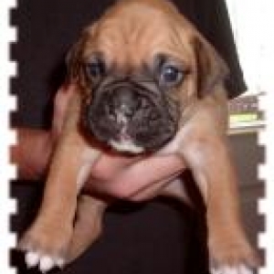 harley at 3 weeks