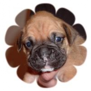 harley at 3 weeks