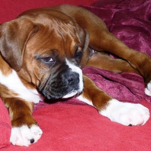 Zoey Resting