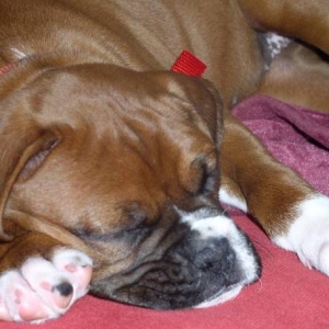 I just love to sleep!